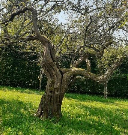 Maison Chaleureuse Et Ecologique Villa Coyriere Eksteriør bilde