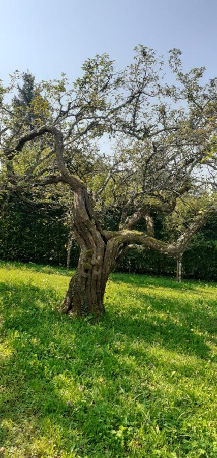 Maison Chaleureuse Et Ecologique Villa Coyriere Eksteriør bilde